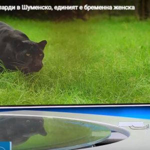 Шуменци се стреснаха от информация за втори леопард, при това бременна женска