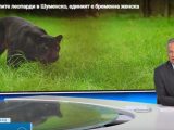 Шуменци се стреснаха от информация за втори леопард, при това бременна женска
